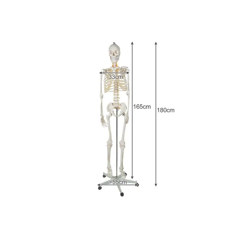 AnatÃ³miai Modell / CsontvÃ¡z 1:1 MÃ©retarÃ¡nyban, 180 cm MagassÃ¡gban